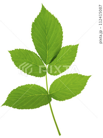 A sprig of raspberries. Isolated. For your design. Suitable for cookbooks, recipes, aprons, 112415087
