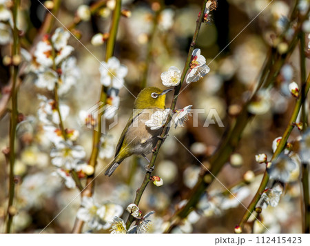 梅にとまるメジロ・ウメジロー 112415423