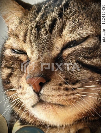 寝る直前の猫 112415459