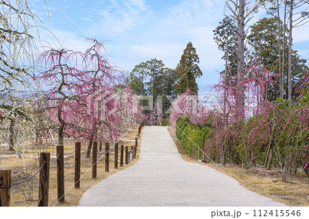 京都宇治 三室戸寺 しだれ梅園 京都宇治 三室戸寺 しだれ梅園 112415546