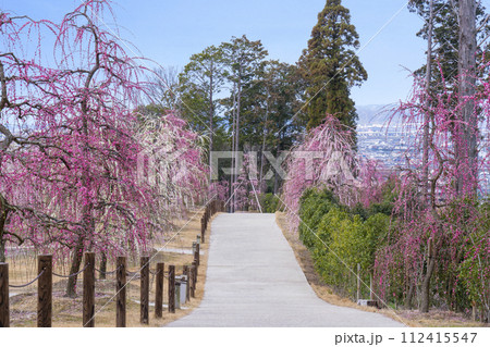 京都宇治 三室戸寺 しだれ梅園 京都宇治 三室戸寺 しだれ梅園 112415547