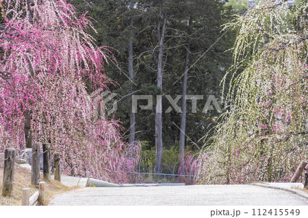 京都宇治　三室戸寺　しだれ梅園 112415549