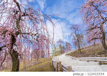 京都宇治 三室戸寺 しだれ梅園 京都宇治 三室戸寺 しだれ梅園 112415554