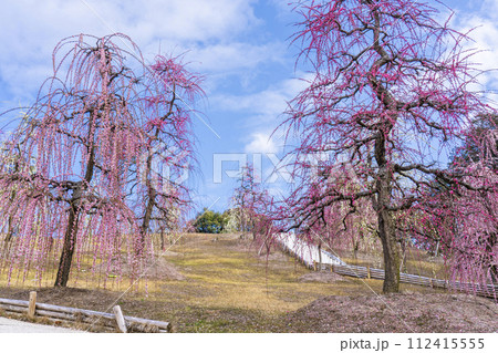 京都宇治　三室戸寺　しだれ梅園 112415555