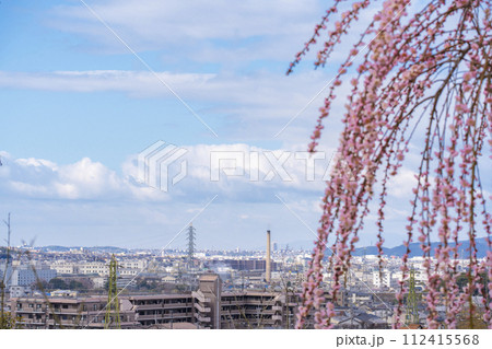 京都宇治　三室戸寺　しだれ梅園から宇治の街を一望する 112415568