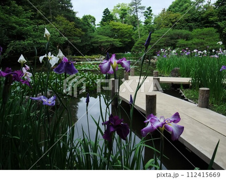 花菖蒲が咲いている平安神宮庭園 112415669