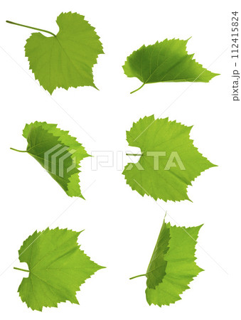 Close up fresh Green grape leaves. Set Close up fresh Green grape leaves. Set 112415824