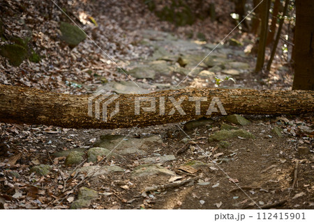 登山道に横たわる倒木 登山道に横たわる倒木 112415901