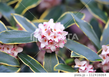 雨上りの沈丁花（ジンチョウゲ） 112416064