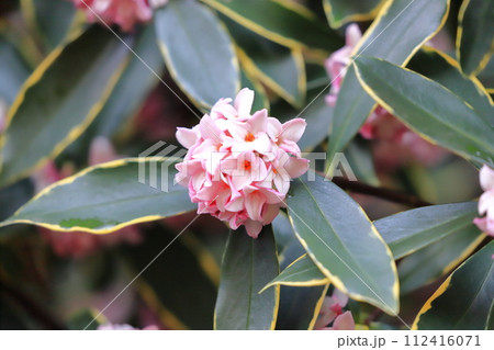 雨上りの沈丁花（ジンチョウゲ） 112416071