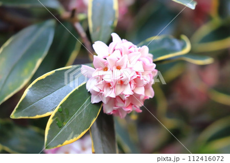 雨上りの沈丁花(ジンチョウゲ) 雨上りの沈丁花(ジンチョウゲ) 112416072