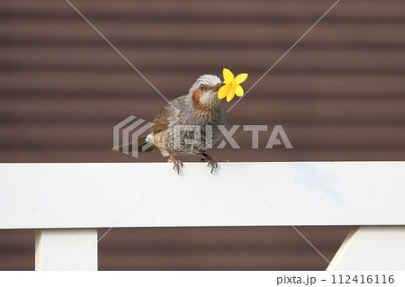 水仙の花をくわえるヒヨドリ  112416116
