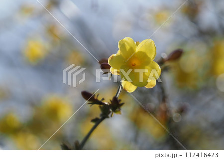 黄梅の花 黄梅の花 112416423