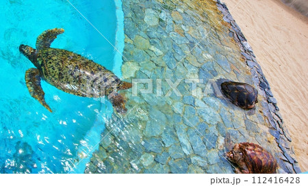 沖縄美ら海水族館 ウミガメ館の風景 112416428