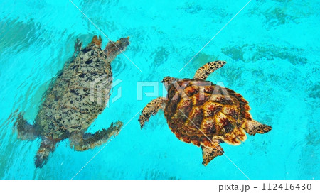沖縄美ら海水族館 ウミガメ館の風景 112416430