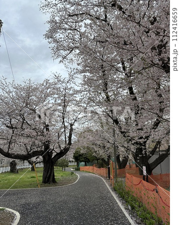 桜並木 桜並木 112416659