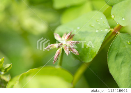 レンゲのつぼみ レンゲのつぼみ 112416661