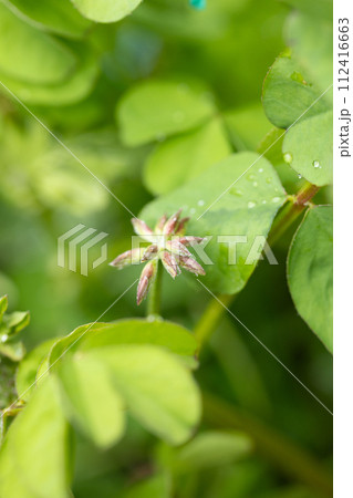 レンゲのつぼみ レンゲのつぼみ 112416663