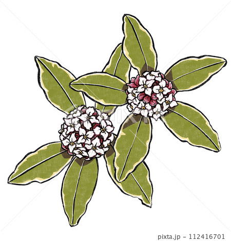 二朶の斑入り沈丁花 版画風 二朶の斑入り沈丁花 版画風 112416701