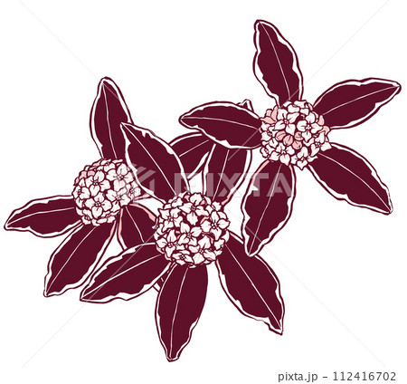 横位置に並べた三朶の斑入り沈丁花　筆描き・2色塗り 112416702