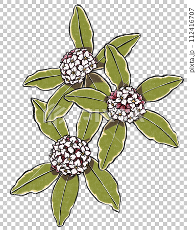 縦位置に並べた三朶の斑入り沈丁花　版画風 112416707