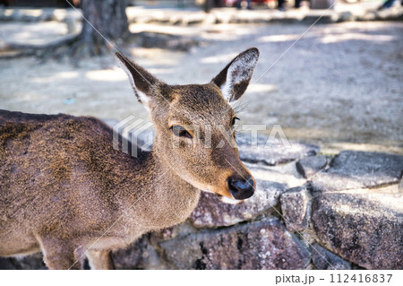 広島県宮島 厳島神社 広島県宮島 厳島神社 112416837