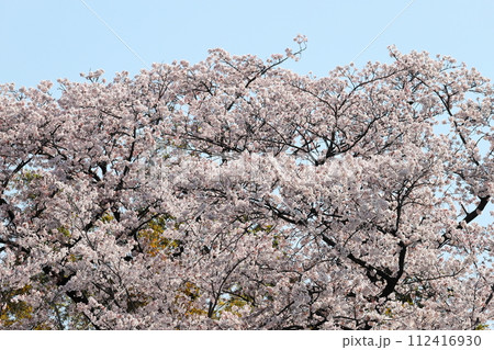 満開の桜 満開の桜 112416930