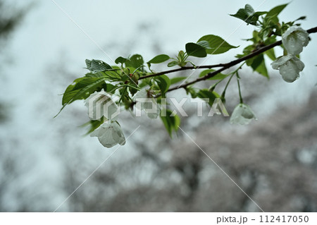 桜の種類色々 桜の種類色々 112417050