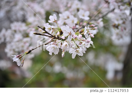 桜の種類色々 桜の種類色々 112417053