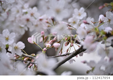 桜の種類色々 112417054