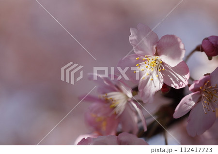 満開の河津桜 112417723