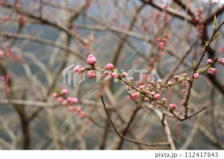 春の訪れを告げる梅の蕾 112417843