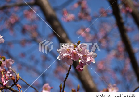 早咲きの濃いピンクの修善寺寒桜 112418219