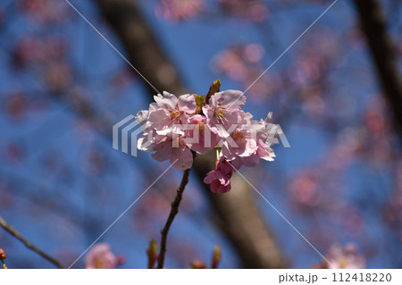 早咲きの濃いピンクの修善寺寒桜 112418220