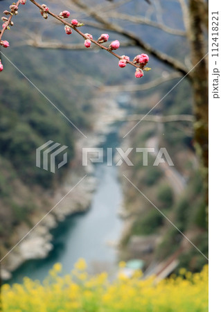 小歩危峡に春を告げる菜の花と梅の蕾 112418221