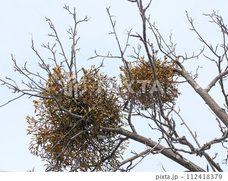 街路樹のナナカマドに寄生したヤドリギ 街路樹のナナカマドに寄生したヤドリギ 112418379