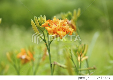 大原のヤブカンゾウの花 112418585