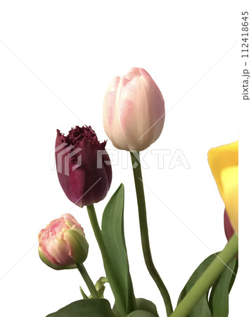 白背景のチューリップの花 白背景のチューリップの花 112418645