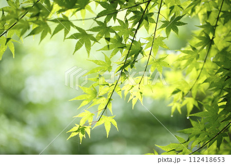 新緑のもみじ 新緑のもみじ 112418653