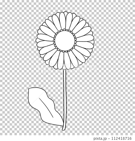 黑白單非洲菊圖 112418716