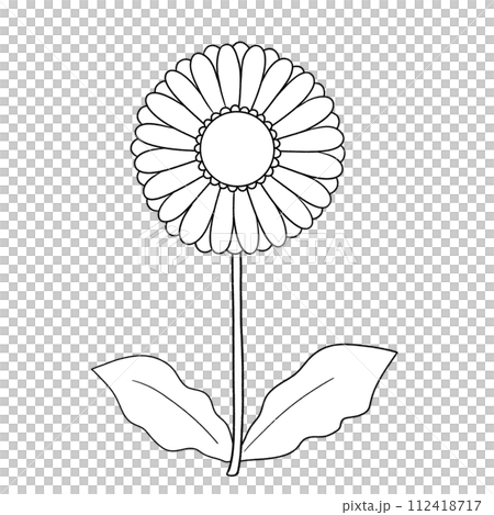 黑白單非洲菊圖 黑白單非洲菊圖 112418717