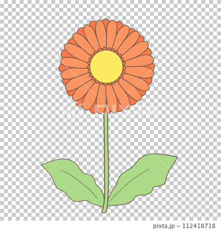 單一非洲菊圖 單一非洲菊圖 112418718
