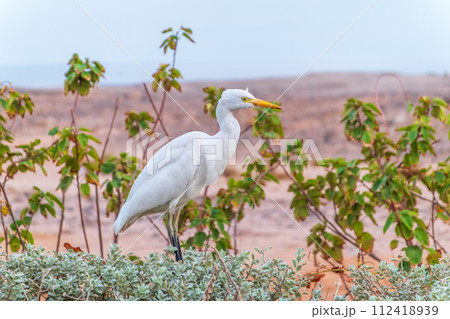 Western cattle egret (Bubulcus ibis) in winter plumage hunting for insects. 112418939