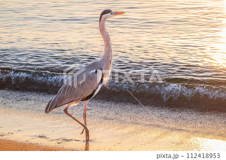 A heron hunting in the sea. Grey heron on the hunt A heron hunting in the sea. Grey heron on the hunt 112418953