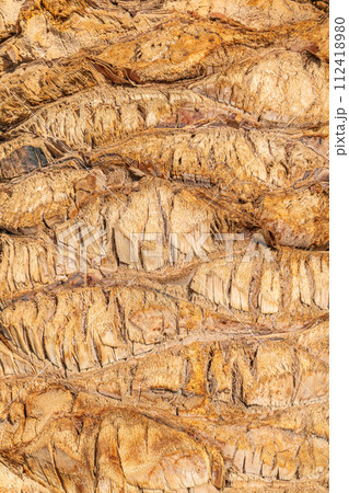 Palm tree bark tropical texture. Cracked wood texture background. Closeup palm bark 112418980