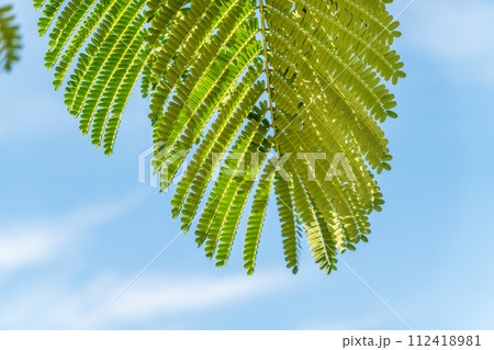 Acacia leaves on the blue sky background in summer sunshine. 112418981