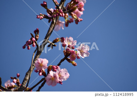青空に映える濃いピンクの早咲きの桜 青空に映える濃いピンクの早咲きの桜 112418995