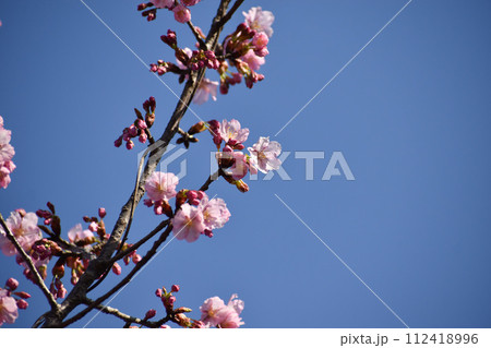 青空に映える濃いピンクの早咲きの桜 112418996