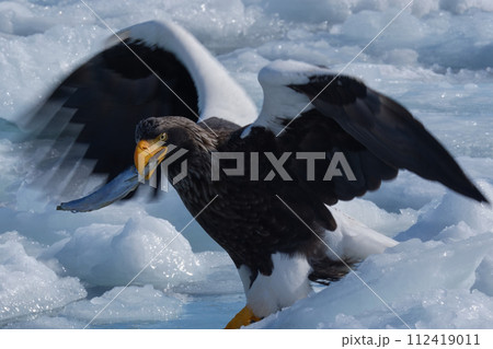 オオワシ オオワシ 112419011