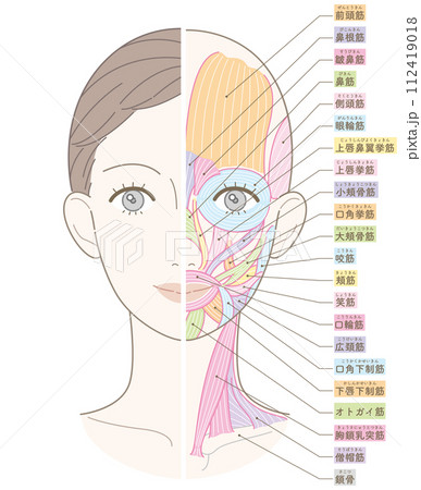 顔と首回りの筋肉 美容用タッチ 名称入り(チークなし) 顔と首回りの筋肉 美容用タッチ 名称入り(チークなし) 112419018